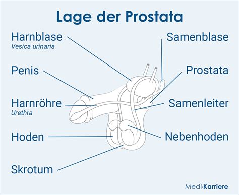 prostata koll