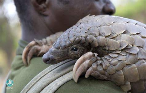 protecting the pangolin IFAW