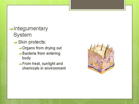 Protects Underlying Organs From Drying Out
