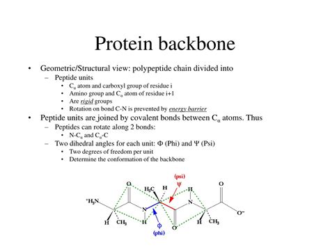 Protein Backbone