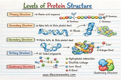 Protein Four Levels Of Structure
