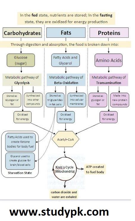 Protein Metabolism Flow Chart