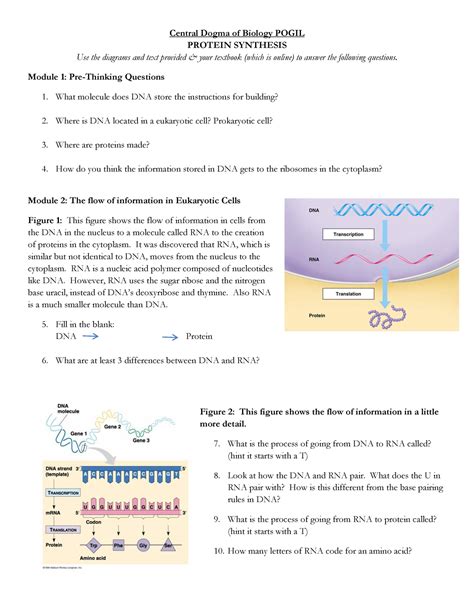 Protein Pogil Answer Key