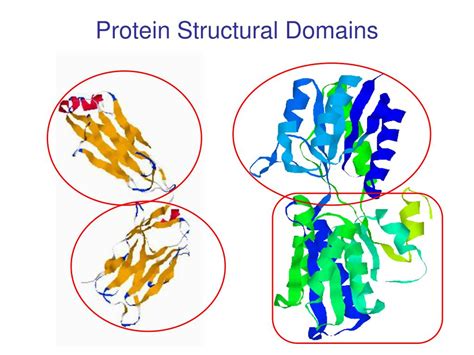 Protein Structural Domains
