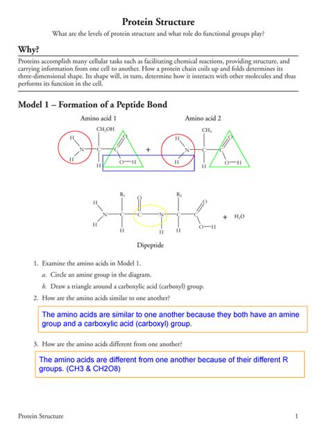 Protein Structure Pogil