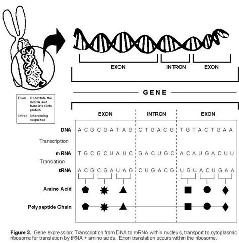 Protein Synthesis And Codon Practice Answer Key Islero Codon Chart Worksheet Answers - Codon Chart Worksheet Answers