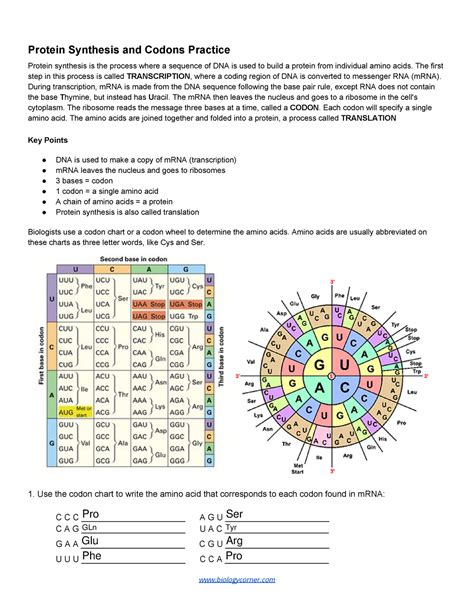 Protein Synthesis And Codons Practice Fillabe 1 Studocu Codon Worksheet Answer - Codon Worksheet Answer