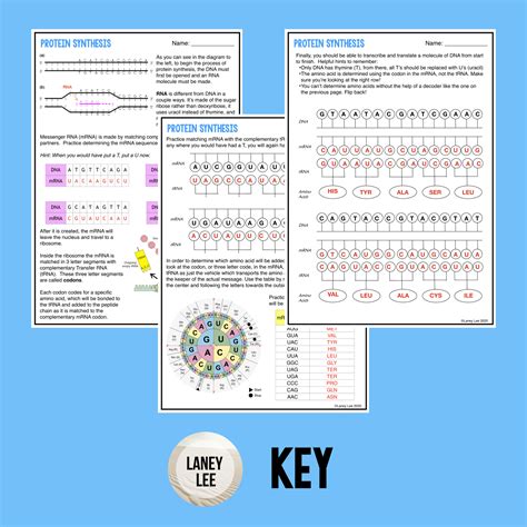 Protein Synthesis And Codons Practice Pdf Google Drive Codon Practice Worksheet - Codon Practice Worksheet