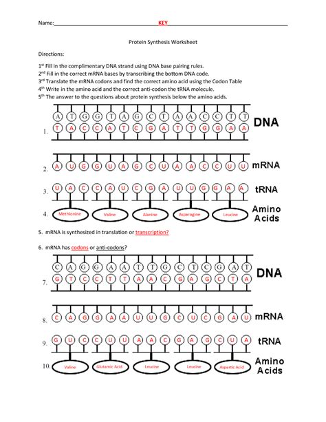 Protein Synthesis And Codons Practice The Biology Corner Protein Synthesis Practice Worksheet Answer Key - Protein Synthesis Practice Worksheet Answer Key