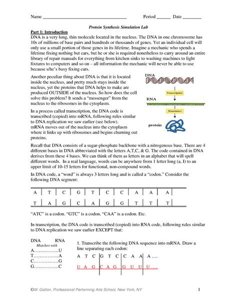 Protein Synthesis Lab Answer Key