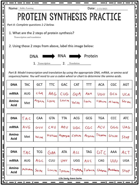 Protein Synthesis Practice Answer Key