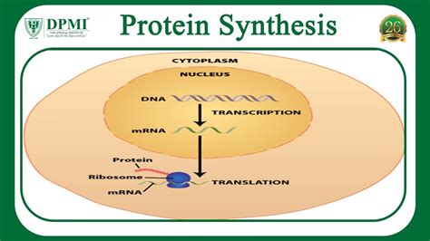 Protein Synthesis Simple