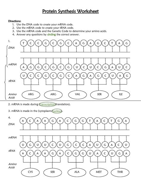 Protein Synthesis Worksheet