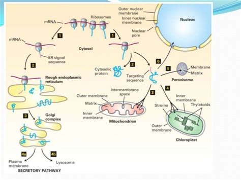 protein targeting pathway mastering biology
