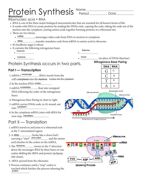 Full Download Protein Synthesis Lab Answers Key 