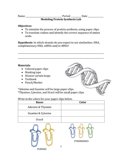 Download Protein Synthesis Paper Lab 