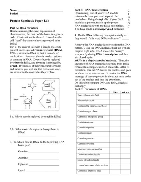 Download Protein Synthesis Paper Lab 