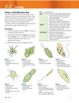 Protist Dichotomous Key