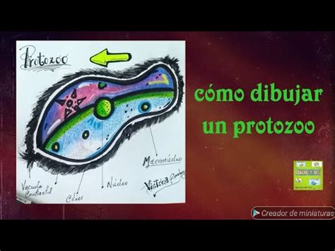 Protista Dibujo Facil