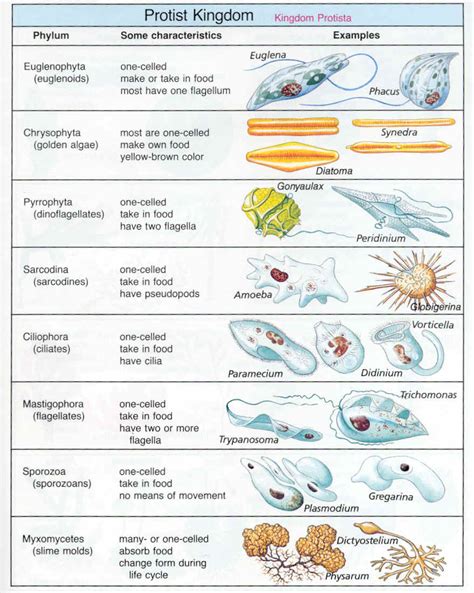 Full Download Protists Section 3 Answer Key 