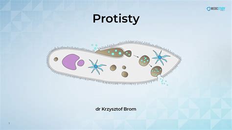 Protisty Co To
