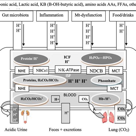 Proton Donors Def