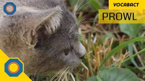 Prowl Meaning