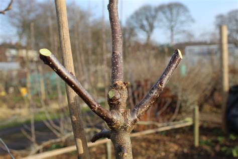 pruning cordon apple trees