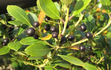pruning inkberry shrubs