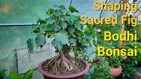 Pruning The Bodhi Tree The Storm Over Critical Buddhism Pruning The Bodhi Thee By Hubbard Karen Ed Swanson Md Jan Hubbard Karen Ed 1997 Paperback