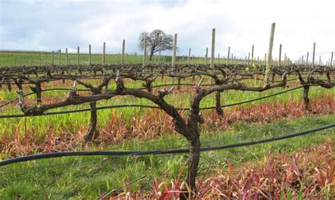 Read Online Pruning Training And Grape Canopy Management 