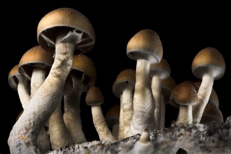 psilocybin oregon