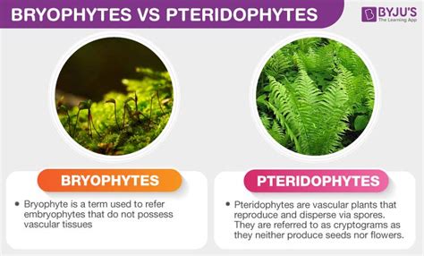 Pteridophytes And Bryophytes Differ In Having