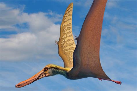 pterodactylus