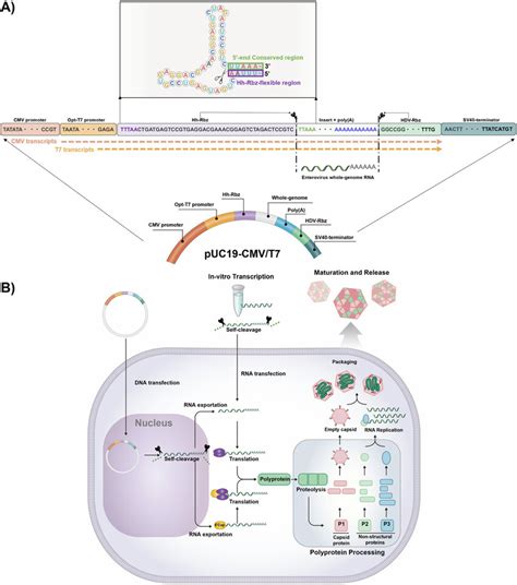 Puc Promoter Sequence