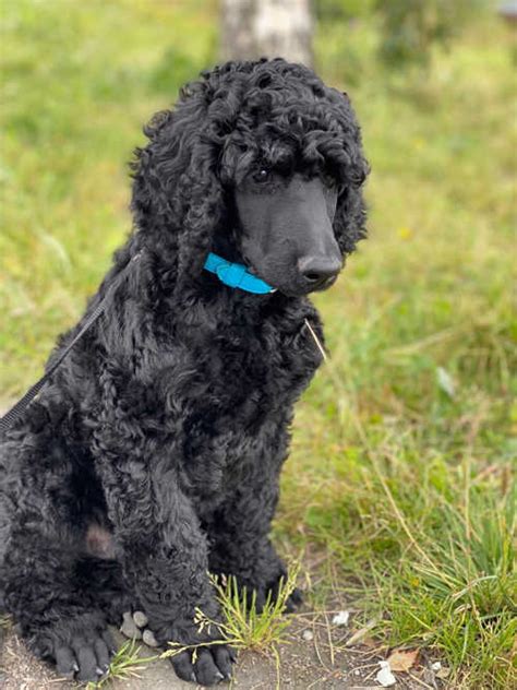 puddel til omplassering