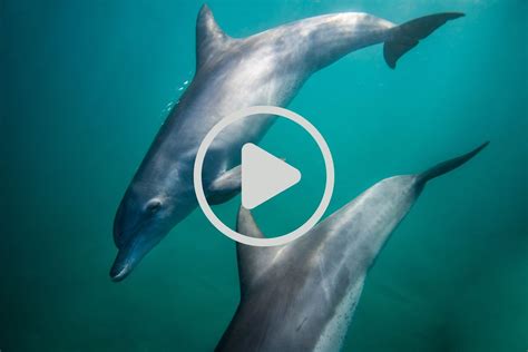 Pufferfish And Dolphins