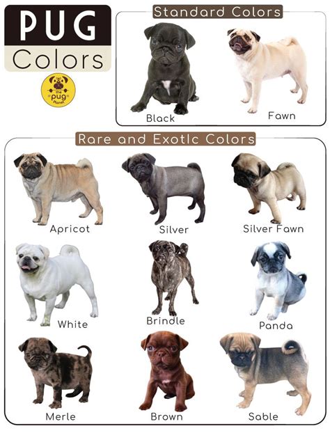 pug colors