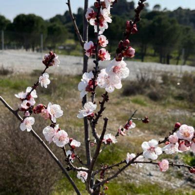 Pukeleka Ne Demek