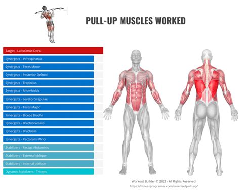 Pull Ups Muscles Worked