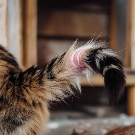 Pulled Tail