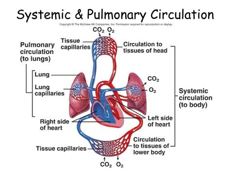 pulmonary system - PSU