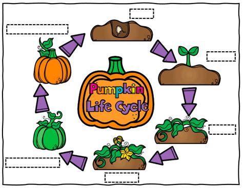 Pumpkin Life Cycle Activities Faithfully Teaching At Home Life Cycle Of A Pumpkin Activities - Life Cycle Of A Pumpkin Activities