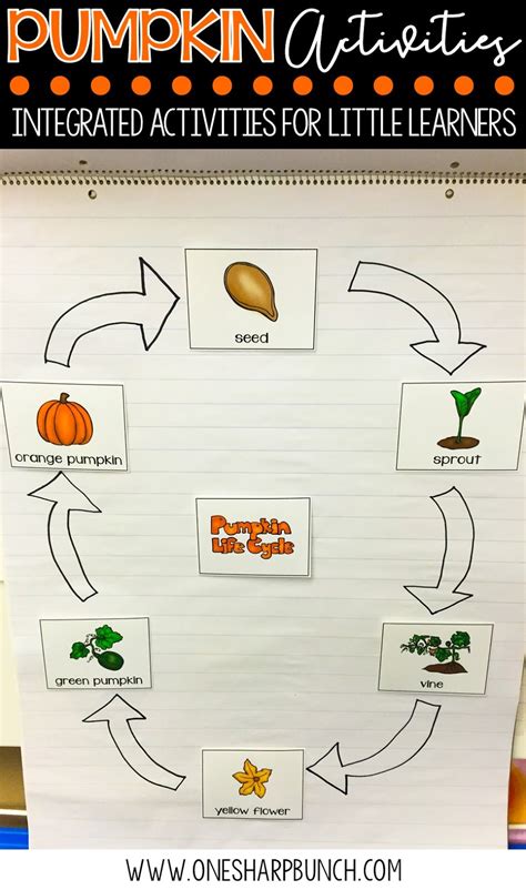 Pumpkin Life Cycle Activities One Sharp Bunch Pumpkin Life Cycle Activity - Pumpkin Life Cycle Activity