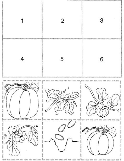 Pumpkin Life Cycle And Printable Sequencing Cards For Pumpkin Sequence Worksheet - Pumpkin Sequence Worksheet