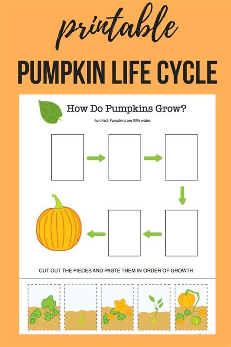 Pumpkin Life Cycle Interactive Worksheet Education Com Life Cycle Of Pumpkins Worksheet - Life Cycle Of Pumpkins Worksheet