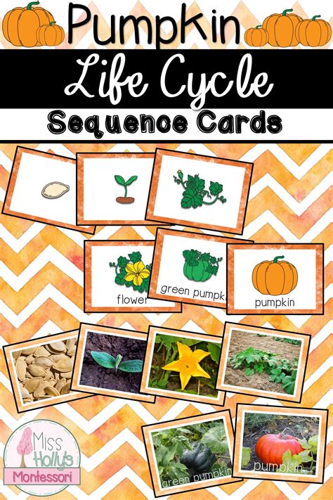 Pumpkin Life Cycle Sequencing Cards A To Z Pumpkin Sequence Worksheet - Pumpkin Sequence Worksheet
