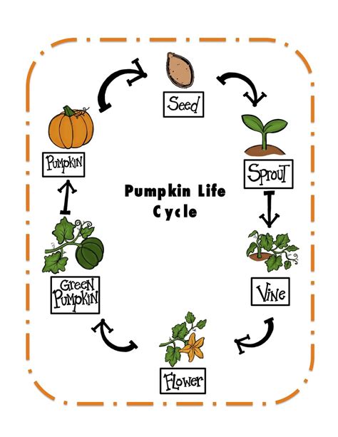 Pumpkin Life Cycle Worksheets Living Life And Learning Life Cycle Of Pumpkins Worksheet - Life Cycle Of Pumpkins Worksheet