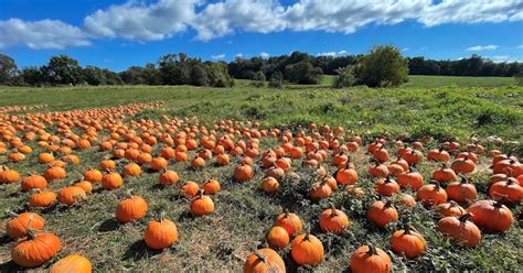 pumpkin patch alabama