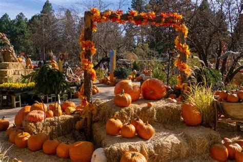 pumpkin patch arizona